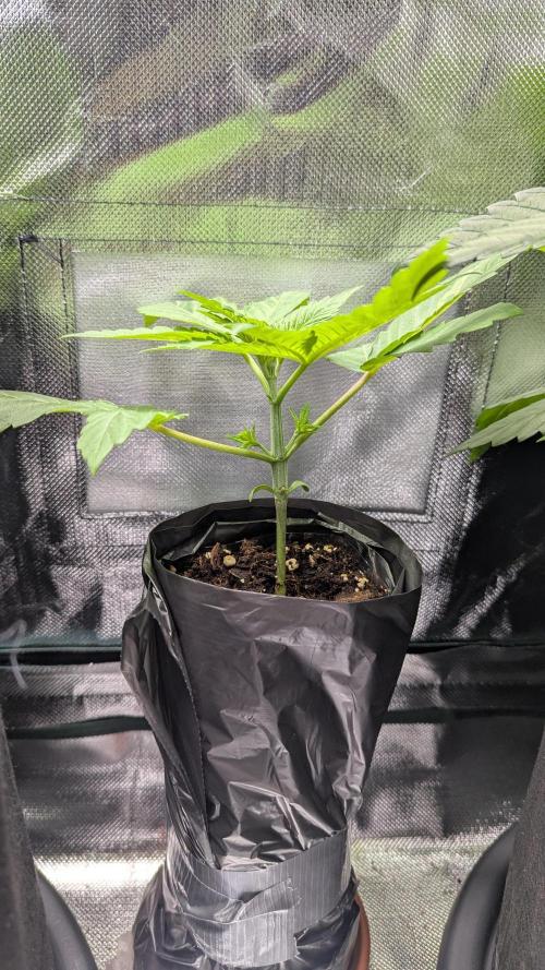 Bubblegum Gelato. Week 3