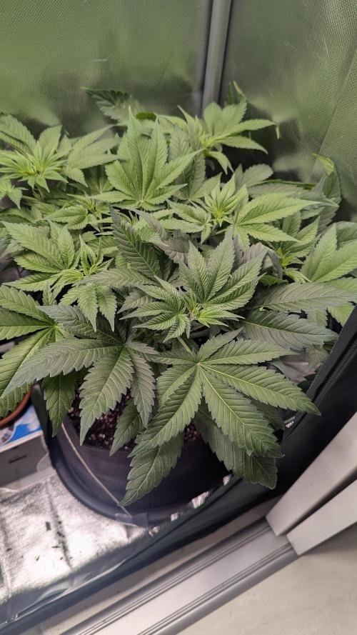 Kush mintz x2. Week 6