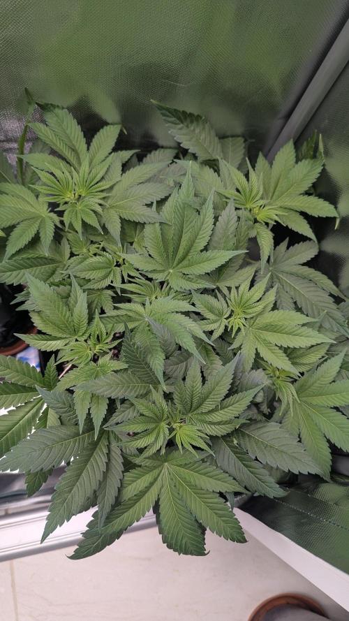 Kush mintz x2. Week 6
