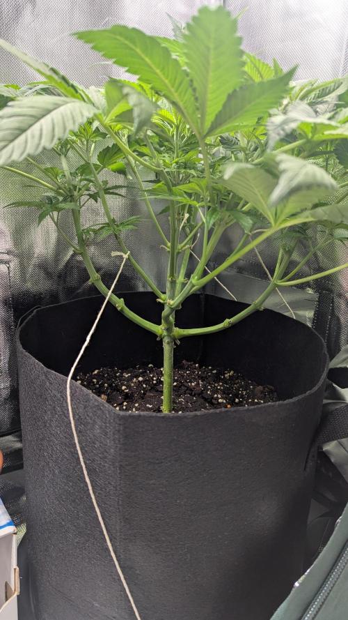 Kush mintz x2. Week 6