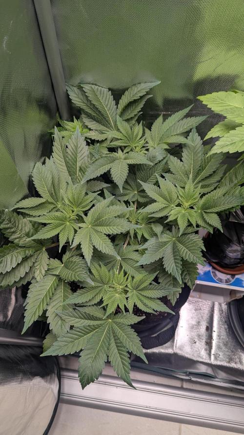 Kush mintz x2. Week 6
