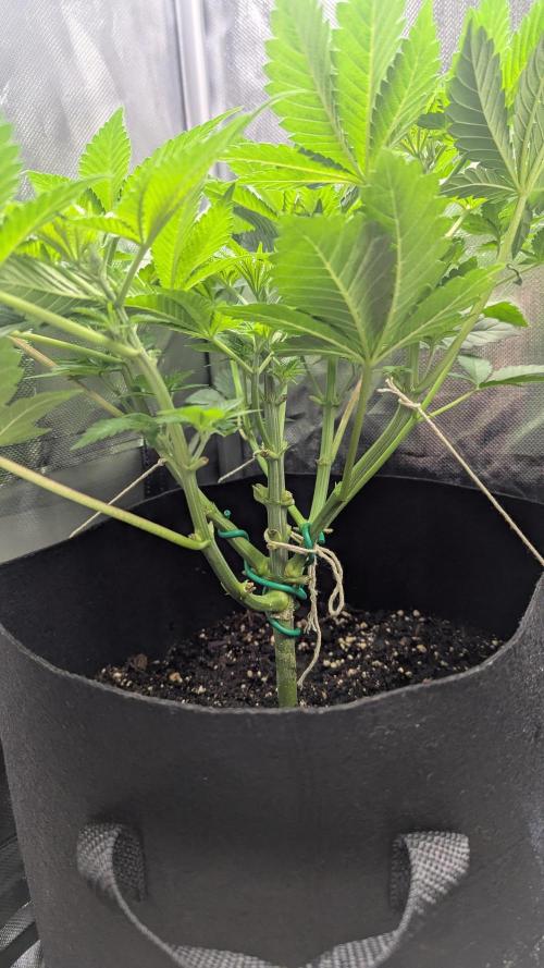 Kush Mintz. Week 6