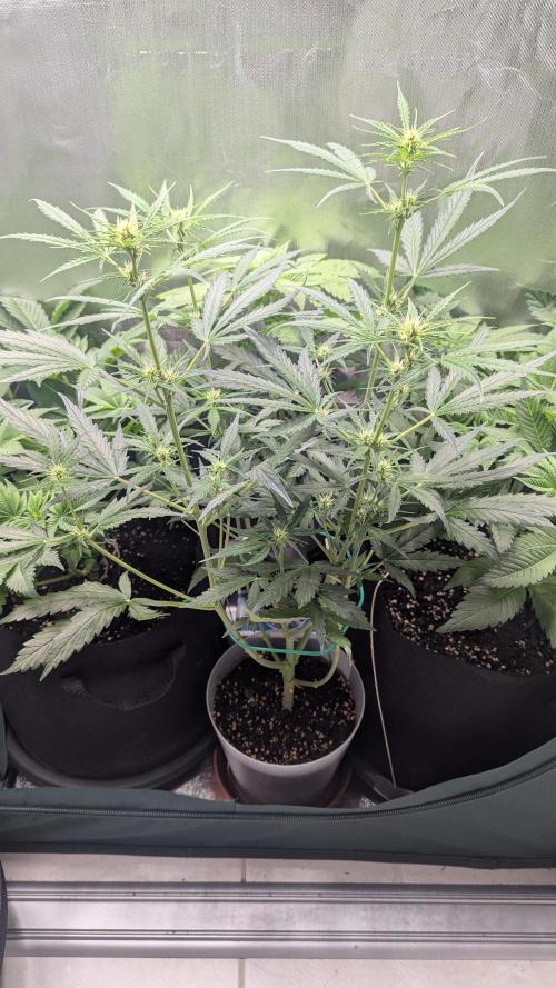 Gorilla auto. Week 6