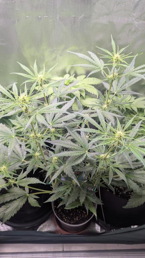 Gorilla auto. Week 6