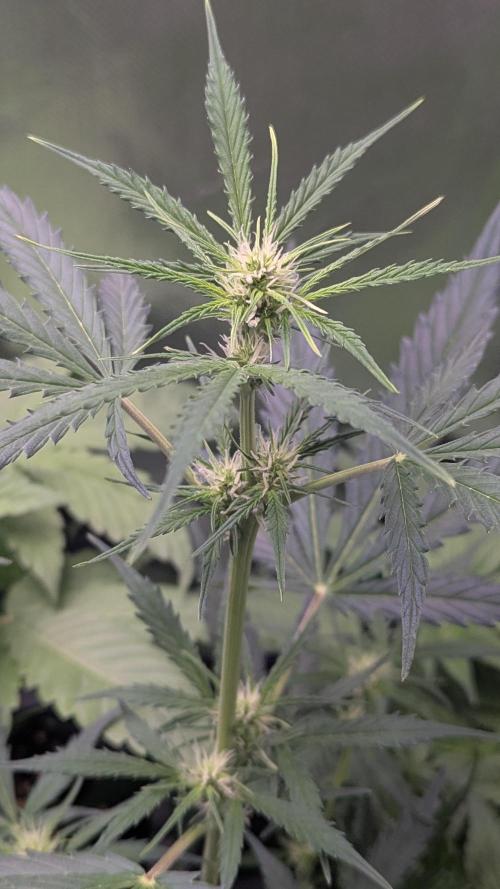 Gorilla auto. Week 6