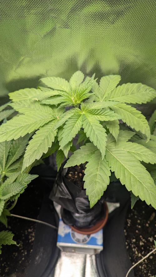 Bubble gum gelato. Week 4