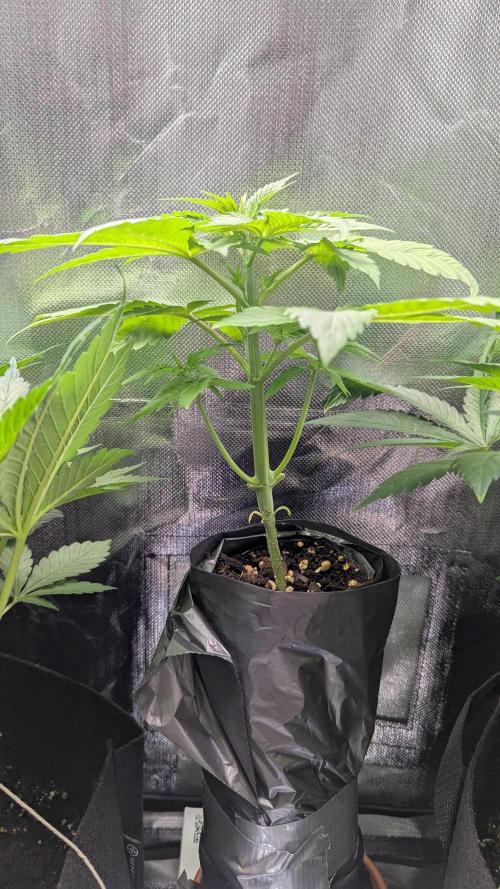 Bubblegum Gelato. Week 4