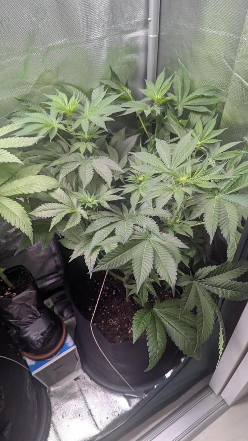 Kush mintz x2. Week 7