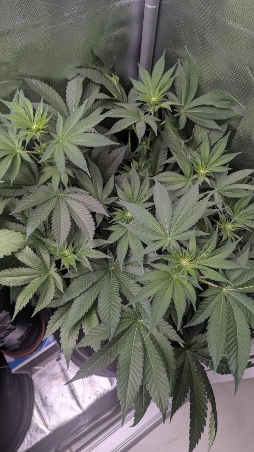 Kush mintz x2. Week 7