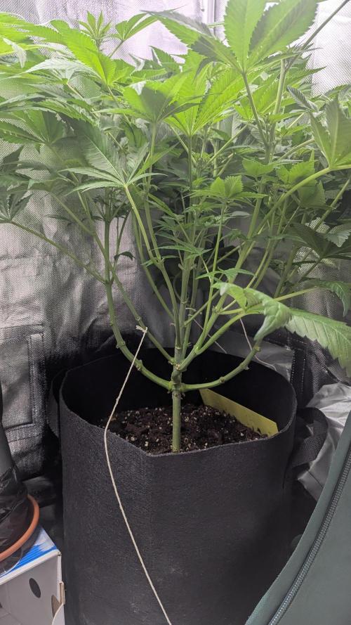 Kush mintz x2. Week 7