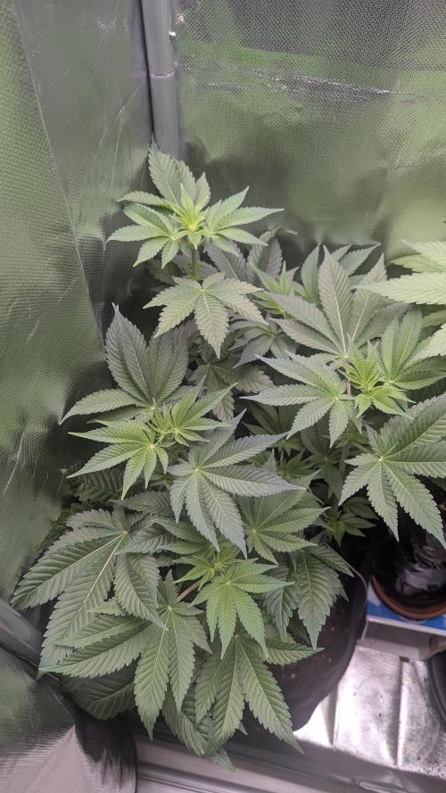 Kush mintz x2. Week 7