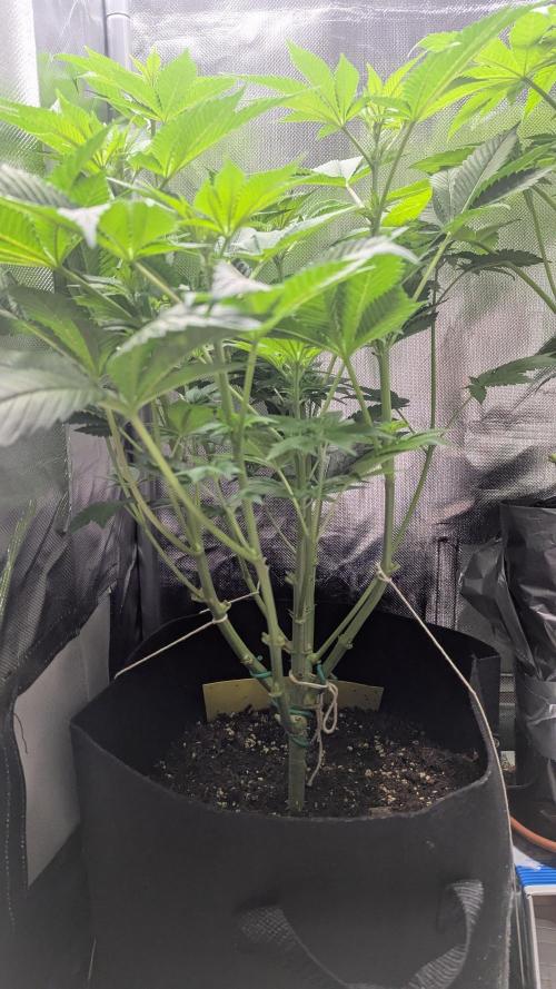 Kush Mintz. Week 7