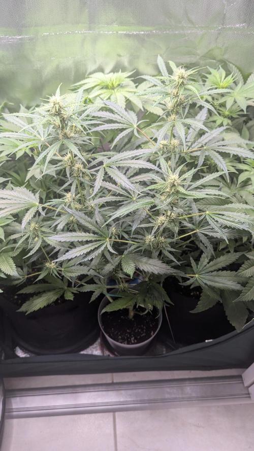 Gorilla auto. Week 7