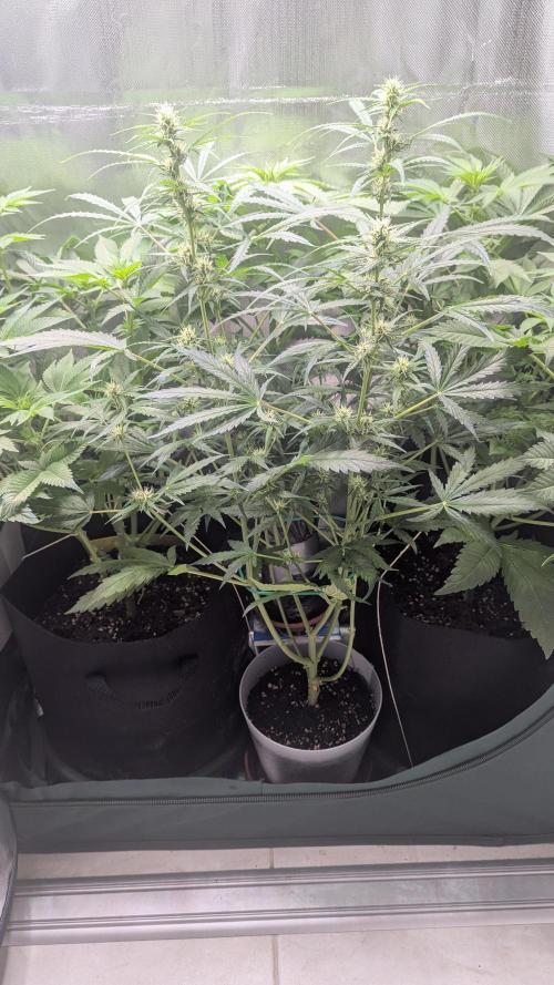 Gorilla auto. Week 7