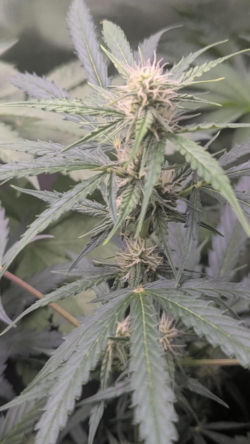 Gorilla auto. Week 7