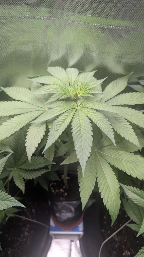 Bubble gum gelato. Week 5