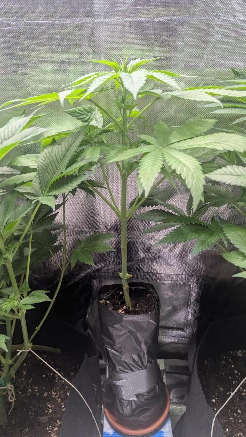 Bubblegum Gelato. Week 5