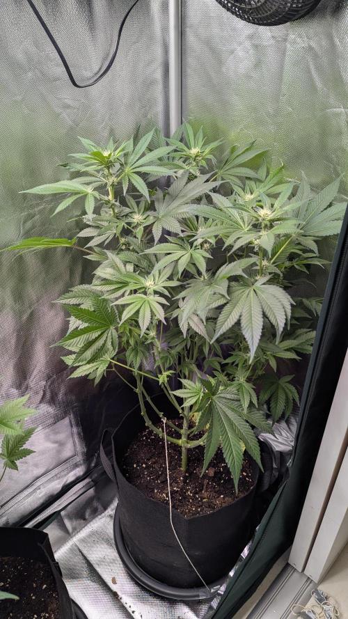 Kush mintz x2. Week 8