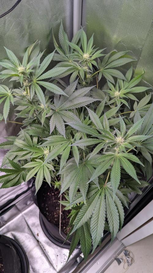 Kush mintz x2. Week 8