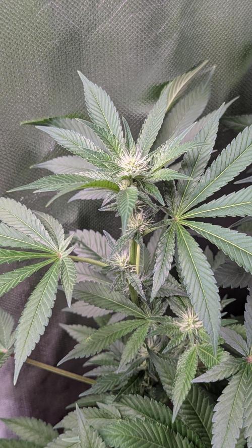 Kush mintz x2. Week 8