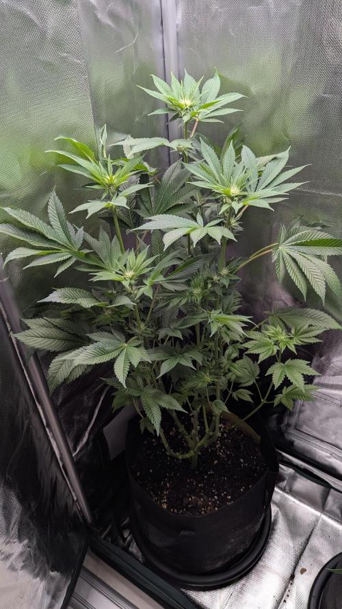 Kush mintz x2. Week 8