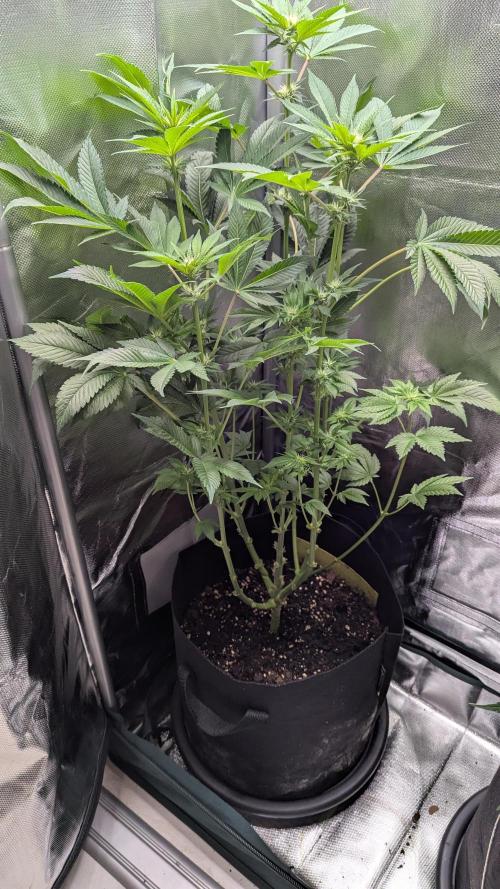 Kush mintz x2. Week 8