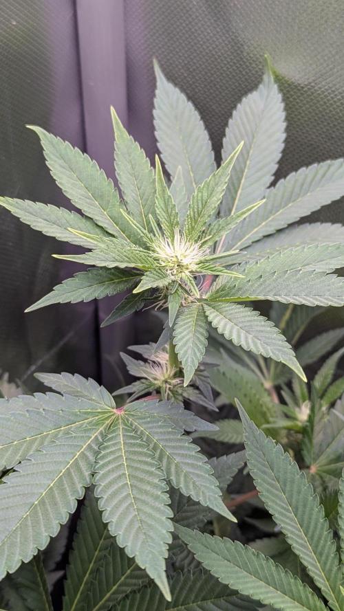 Kush Mintz. Week 8