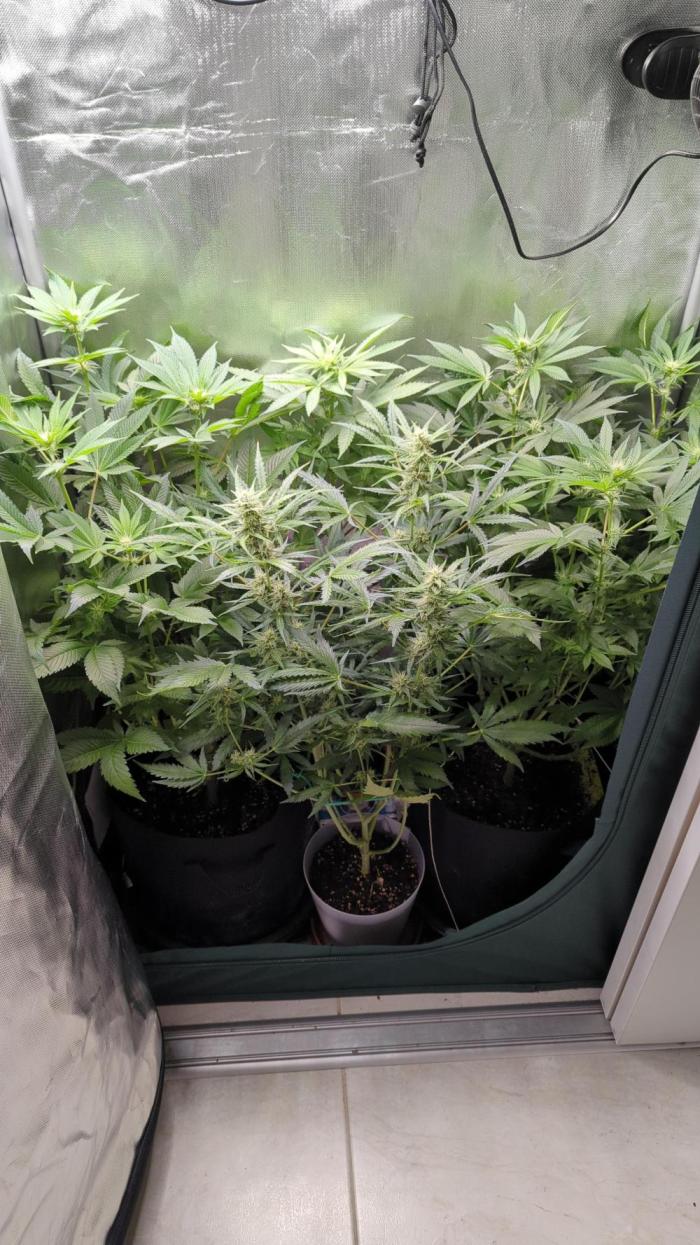 Gorilla auto. Week 8