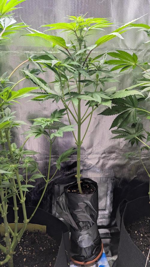 Bubble gum gelato. Week 6