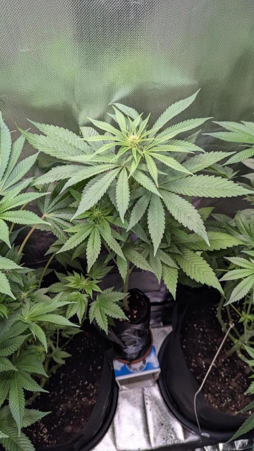 Bubble gum gelato. Week 6