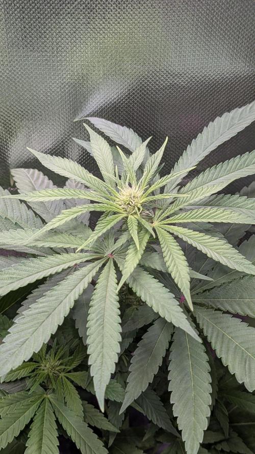 Bubblegum Gelato. Week 6