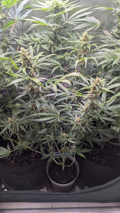 Gorilla auto. Week 9