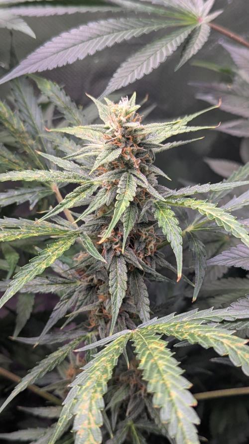 Gorilla auto. Week 9