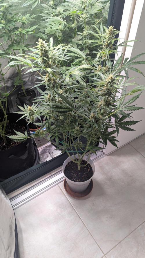 Gorilla auto. Week 9