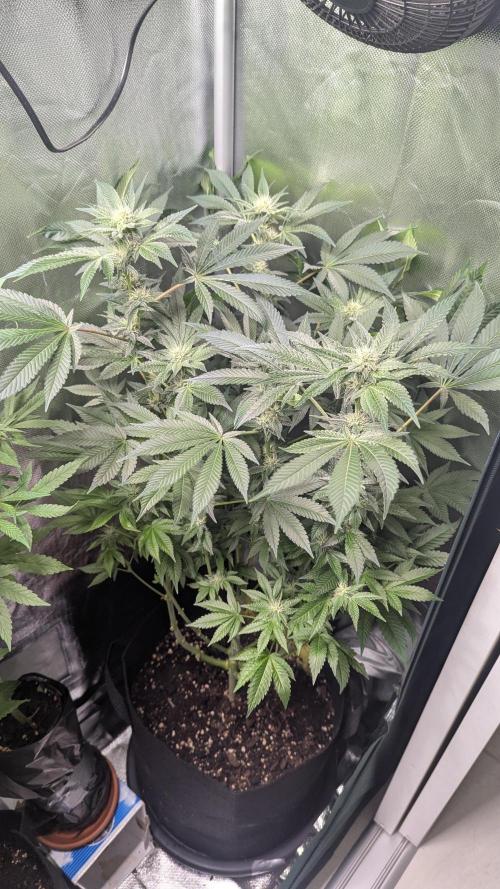 Kush mintz x2. Week 9
