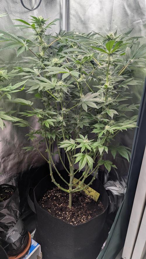 Kush mintz x2. Week 9