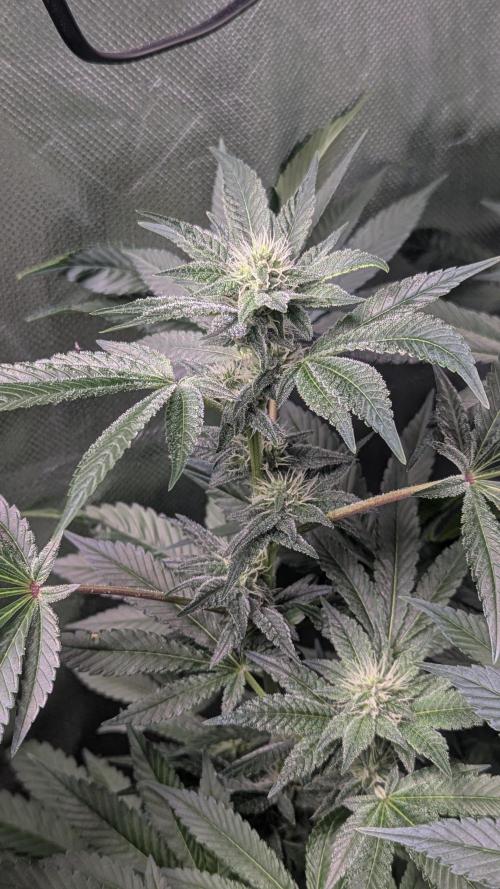 Kush Mintz. Week 9