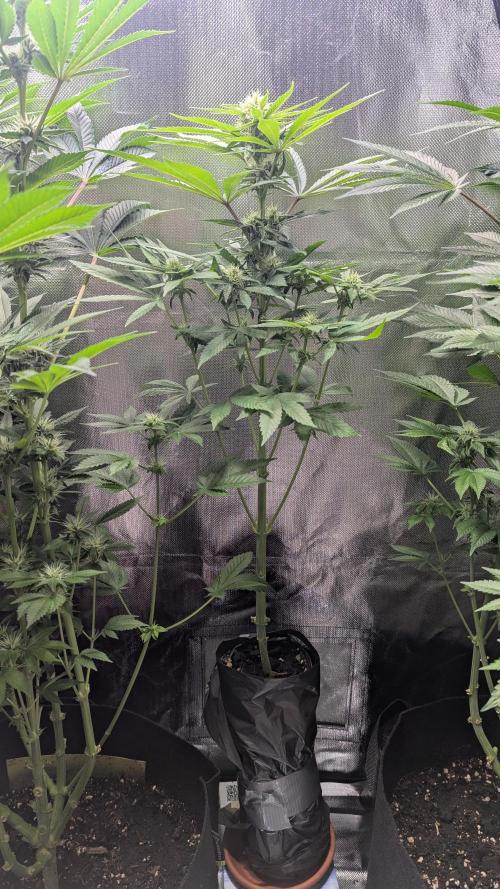Bubble gum gelato. Week 7