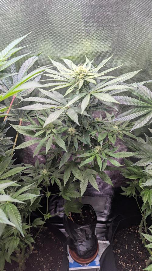 Bubble gum gelato. Week 7