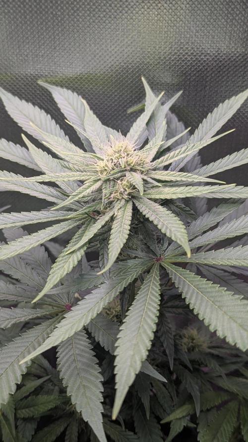 Bubblegum Gelato. Week 7