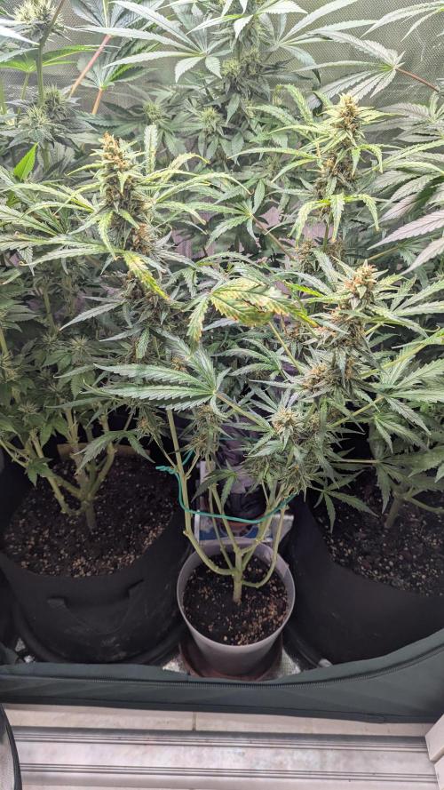 Gorilla auto. Week 10