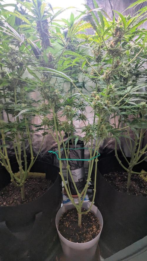 Gorilla auto. Week 10