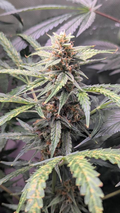 Gorilla auto. Week 10