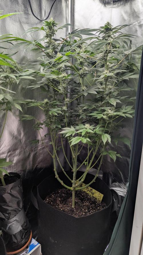 Kush mintz x2. Week 10