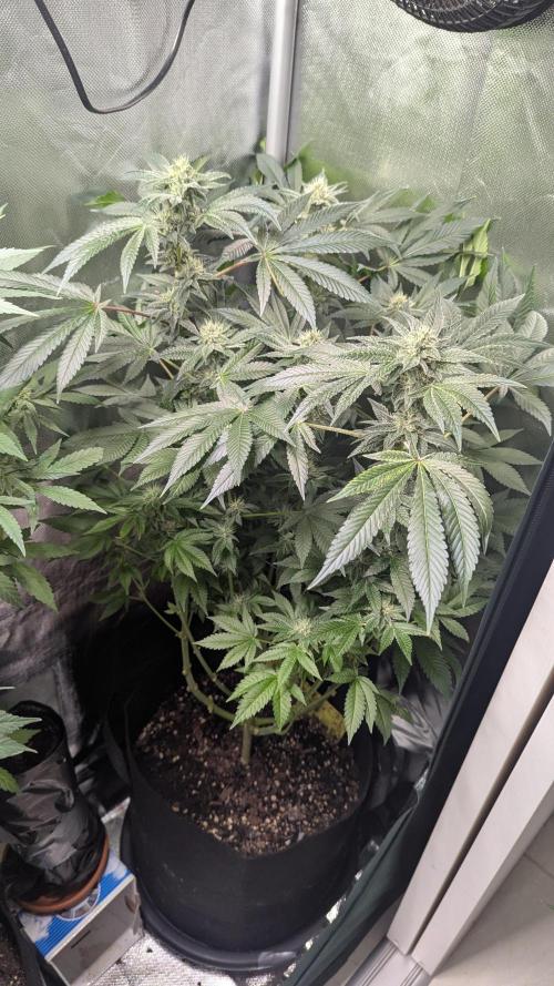 Kush mintz x2. Week 10