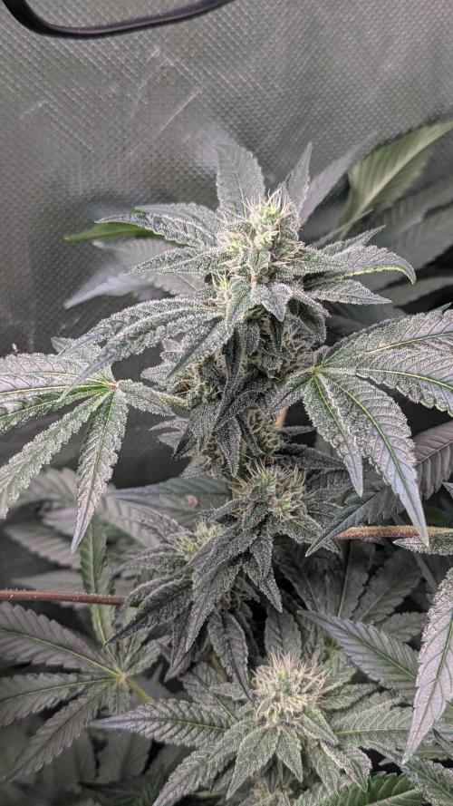 Kush mintz x2. Week 10