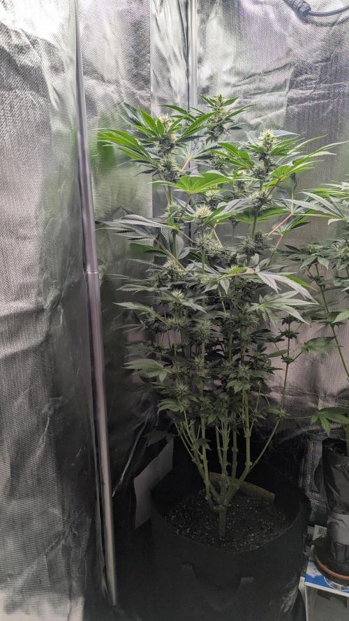 Kush mintz x2. Week 10