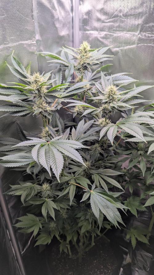 Kush mintz x2. Week 10