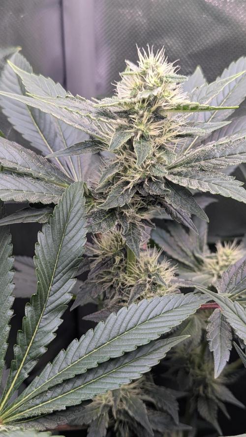 Kush Mintz. Week 10