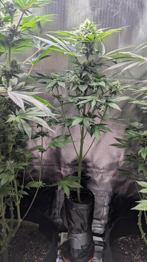 Bubble gum gelato. Week 8